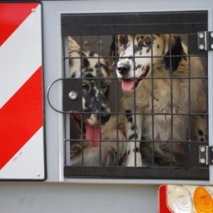 Puerta metálica dog carrier